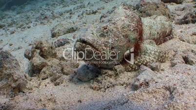 Very slow and very poisonous stonefish in the Red sea near Egypt