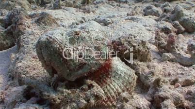 Very slow and very poisonous stonefish in the Red sea near Egypt