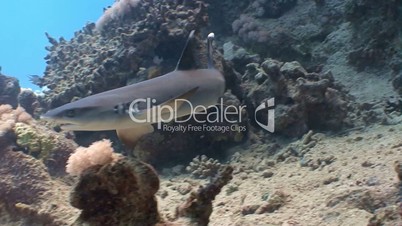 The angry reef shark in the Red sea near Egypt