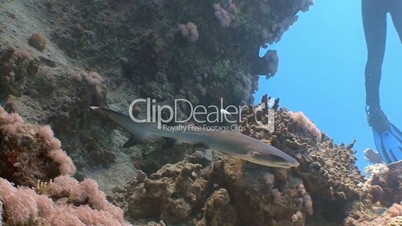 The angry reef shark in the Red sea near Egypt