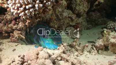 Dormant at the bottom of the parrot fish. Exciting night diving in the Red sea near Egypt