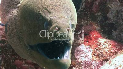 Angry giant Moray in the Red sea near Egypt