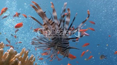 Elegant and graceful lionfish over coral reef in the Red sea near Egypt