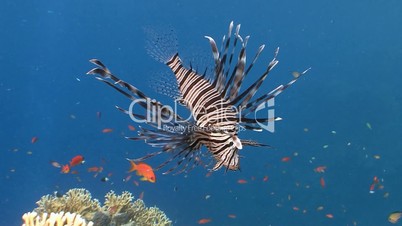 Elegant and graceful lionfish over coral reef in the Red sea near Egypt