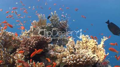 Elegant and graceful lionfish over coral reef in the Red sea near Egypt