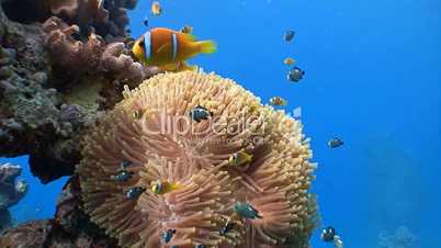Symbiosis of clown fish and anemones in the Red sea near Egypt
