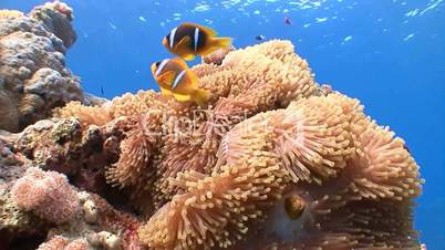 Symbiosis of clown fish and anemones in the Red sea near Egypt