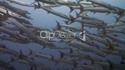 Huge flocks of big barracudas Sanganeb the reef in the Red sea near Sudan