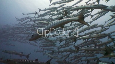 Huge flocks of big barracudas Sanganeb the reef in the Red sea near Sudan