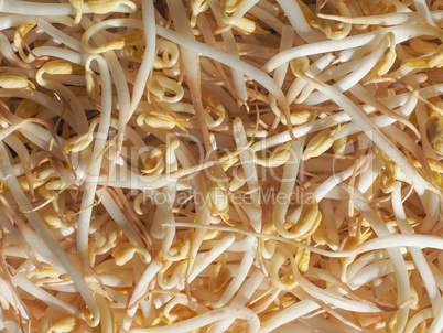 Mung bean sprouts vegetables