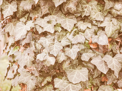 Retro looking Ivy leaves