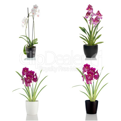 Beautiful orchid flowers in a flowerpot