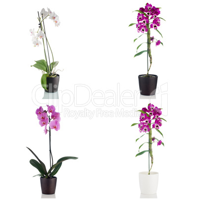 Beautiful orchid flowers in a flowerpot