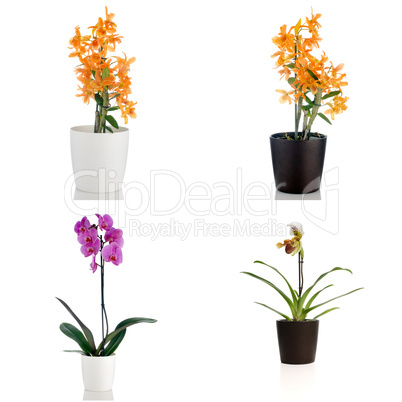 Beautiful orchid flowers in a flowerpot