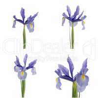 Purple lilies