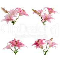 Pink lilies