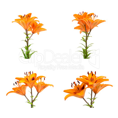 Orange lilies