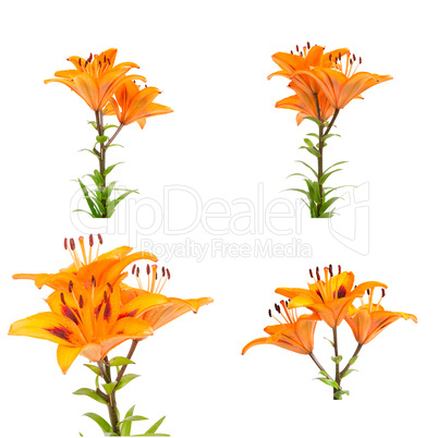 Orange lilies