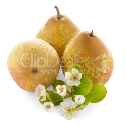 Three ripe pears