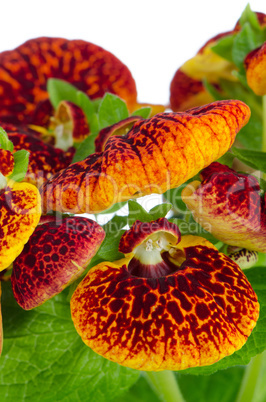 Closeup of yellow and red calceolarua flowers