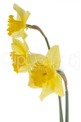 Yellow jonquil flowers