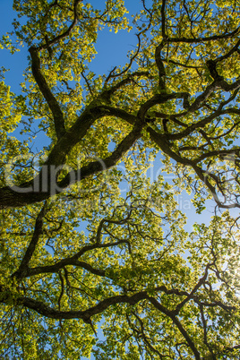 Green leaves on blue sky