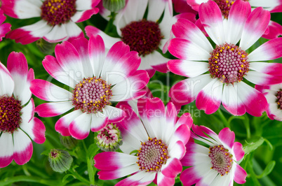 Beautiful pink flowers and green grass