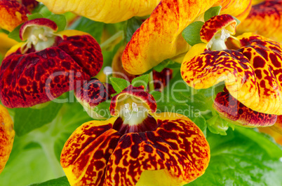 Closeup of yellow and red calceolarua flowers