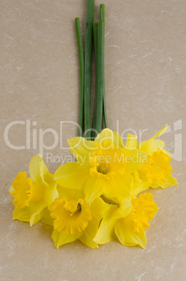 Jonquil flowers