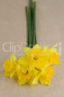 Jonquil flowers