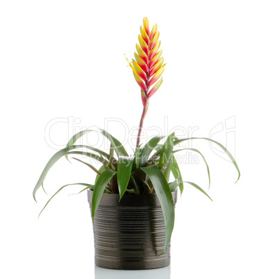 Bromelia Flower