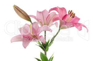 Pink lilies