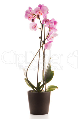 Beautiful pink orchid in a flowerpot