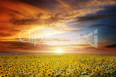 beautiful sunset over sunflowers field