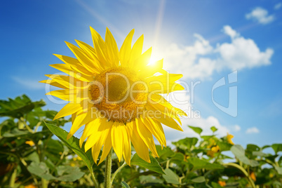 beautiful sunset over sunflowers field