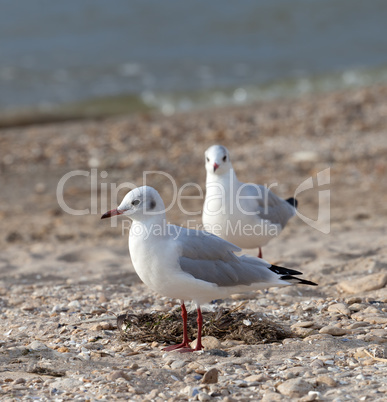 Seagulls on sea beach