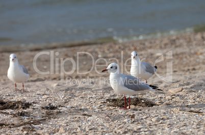 Seagulls on sea beach