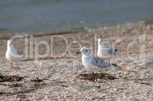 Seagulls on sea beach