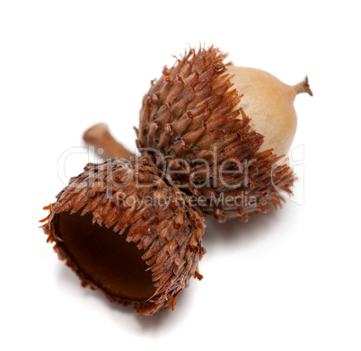 Acorn on white background