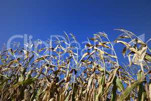 Cornfield and blue clear sky at nice sun day