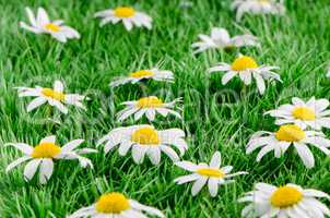 Daisies on grass