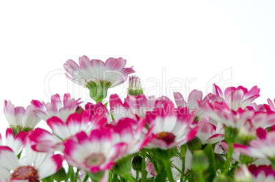 Beautiful pink flowers and green grass