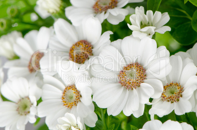 Beautiful Chrysanthemum flowers