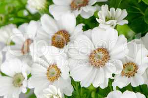 Beautiful Chrysanthemum flowers