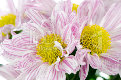 Beautiful Chrysanthemum flowers