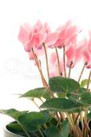 Beautiful pink Cyclamen flower
