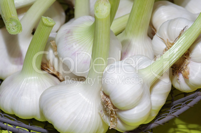 Knoblauch