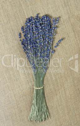 lavendel