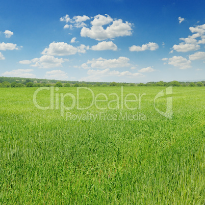 green field and blue sky with light clouds