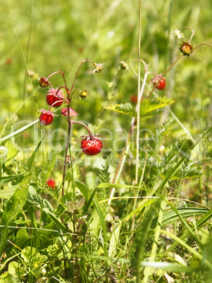 Wild strawberry in the meadow